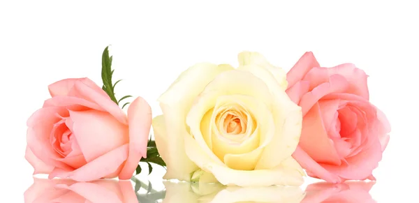 Drie rozen geïsoleerd op wit — Stockfoto