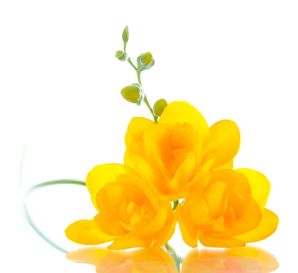 Gyönyörű sárga frézia elszigetelt fehér — Stock Fotó