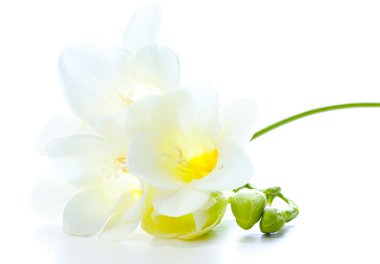 Beautiful freesia isolated on white