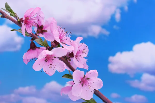 Hermosa flor de melocotón rosa sobre fondo de cielo azul —  Fotos de Stock