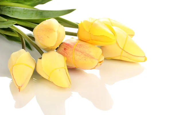 Piękne tulipany na białym tle — Zdjęcie stockowe
