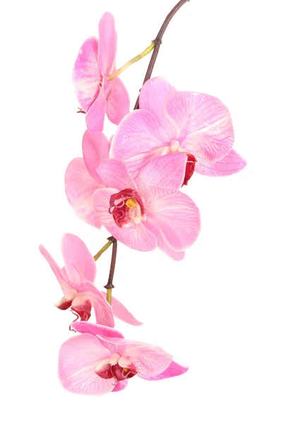 Mooie bloeiende orchidee geïsoleerd op wit — Stockfoto
