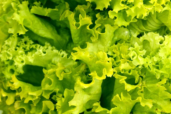 Close-up de alface fresca — Fotografia de Stock