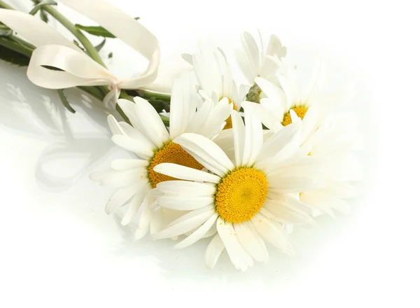 Mooie madeliefjes bloemen geïsoleerd op wit — Stockfoto