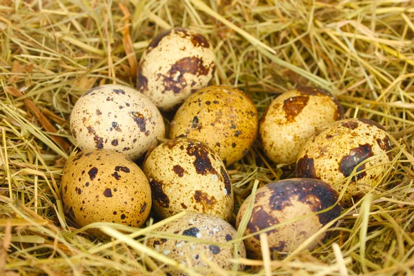 Quail eggs in a nest of hay close-up — Stock Photo, Image