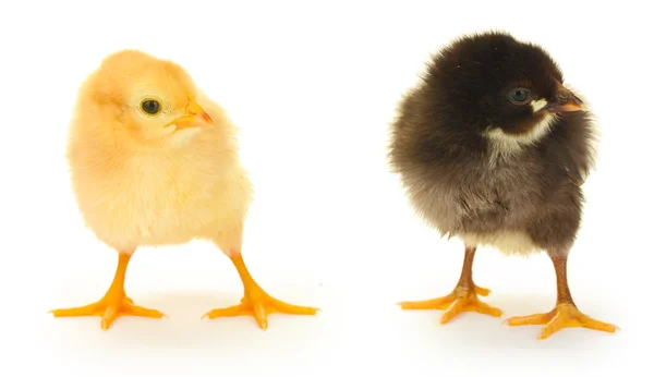 Siyah ve sarı küçük tavuklar üzerinde beyaz izole — Stok fotoğraf