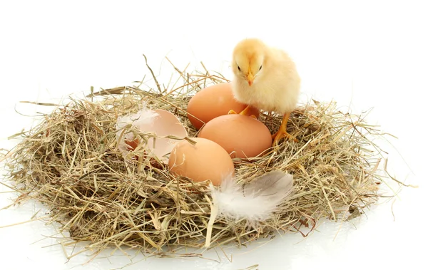 美しい小さなチキン、卵と、白で隔離され、巣の卵の殼 — ストック写真