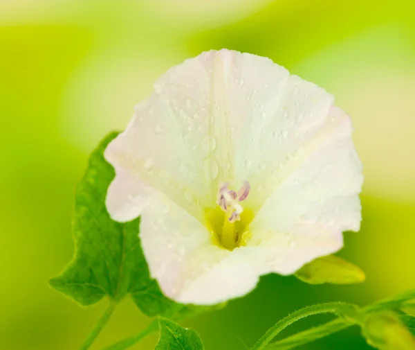 Bindweed sur fond vert vif close-up — Photo