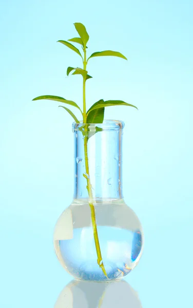 Tubo de ensayo con una solución transparente y la planta sobre fondo azul —  Fotos de Stock