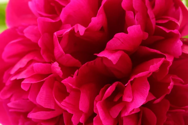Bella peonia rosa da vicino — Foto Stock
