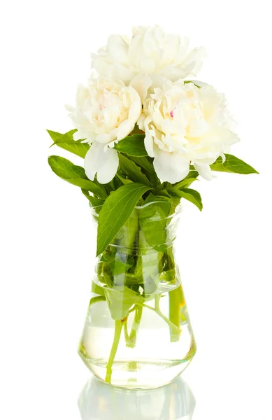 Beautiful white peonies in glass vase with bow isolated on white — Stock Photo, Image