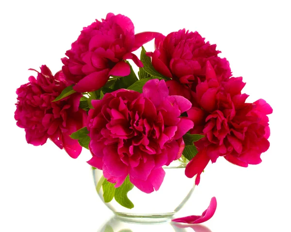 美しいピンク色の牡丹が白い花瓶に孤立し — ストック写真