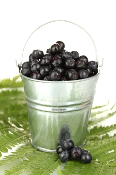 Ripe blueberries in silver bucket on fern close-up — Stock Photo, Image