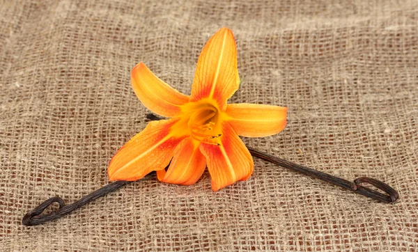 Vanilla pods with flower on canvas background — Stock Photo, Image