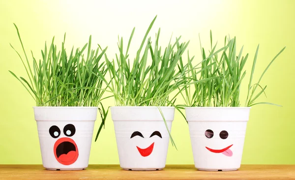 A pots of grass on green background — Stock Photo, Image