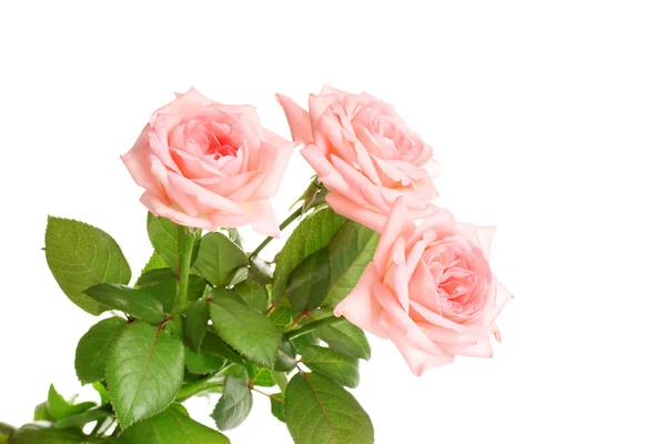 Ροζ τριαντάφυλλα που απομονώνονται σε λευκό — Φωτογραφία Αρχείου