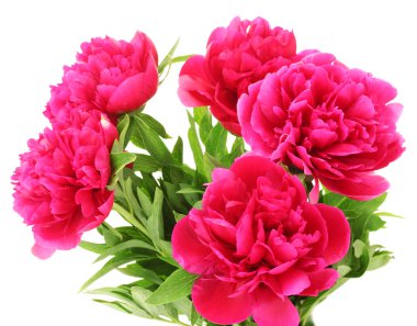 güzel pembe peonies üzerinde beyaz izole