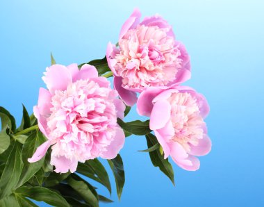 mavi zemin üzerinde üç pembe peonies