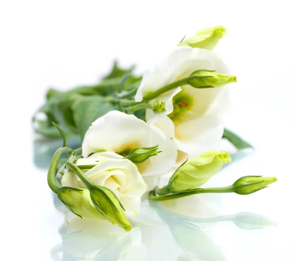 Güzel bahar çiçekleri beyaz izole — Stok fotoğraf