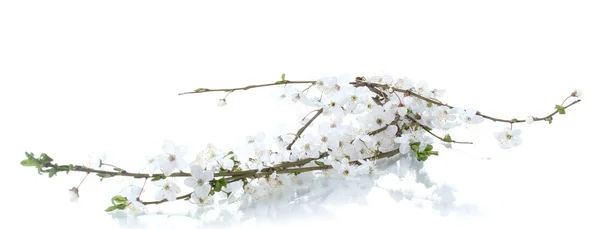 Όμορφο κεράσι ανθίσει απομονωθεί σε λευκό — Φωτογραφία Αρχείου