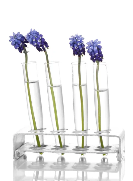 Muscari - jacinto em tubos de ensaio isolados a branco — Fotografia de Stock