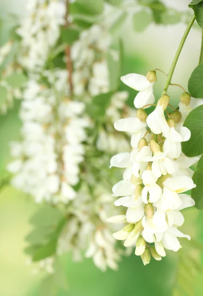 Gren av vita acacia blommor på grön bakgrund — Stockfoto