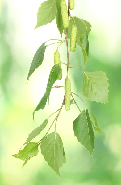 緑色の背景で緑の白樺を葉します。 — ストック写真
