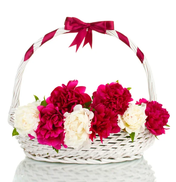Beautiful pink and white peonies in basket with bow isolated on white — Stock Photo, Image