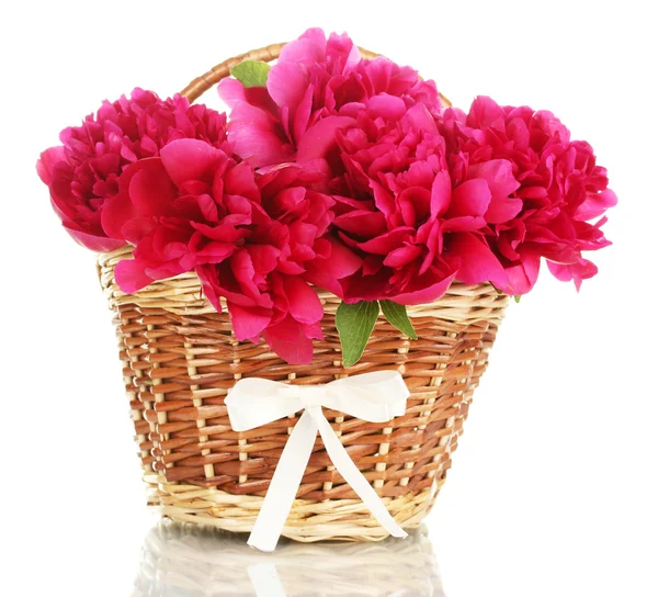 Beautiful pink peonies in basket with bow isolated on white — Stock Photo, Image