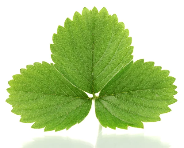 Grüne Erdbeerblatt isoliert auf weiß — Stockfoto