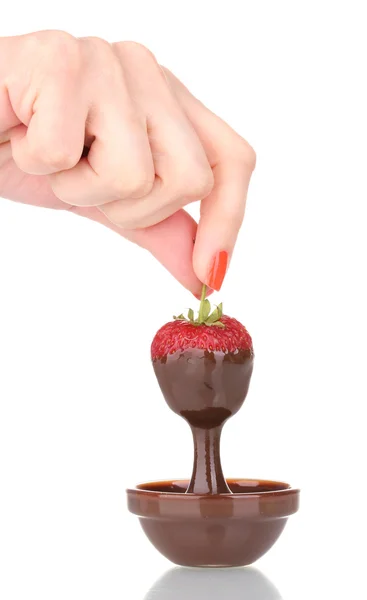 在巧克力上白色隔离拿草莓的手 — 图库照片
