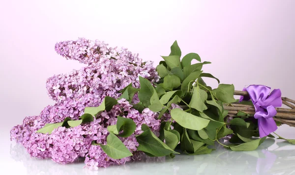 Piękne kwiaty bzu na fioletowym tle — Zdjęcie stockowe