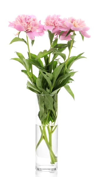 白で隔離される花瓶 3 ピンク牡丹 — ストック写真