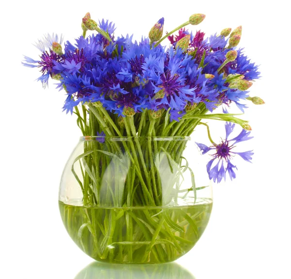 Cornflowers in glass vase isolated on white — Stock Photo, Image