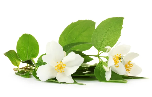 Schöne Jasminblüten mit Blättern isoliert auf weiß — Stockfoto