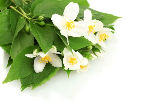 Flori frumoase de iasomie cu frunze izolate pe alb — Fotografie, imagine de stoc