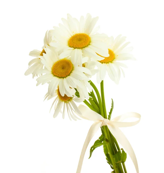 Beautiful daisies flowers isolated on white — Stock Photo, Image