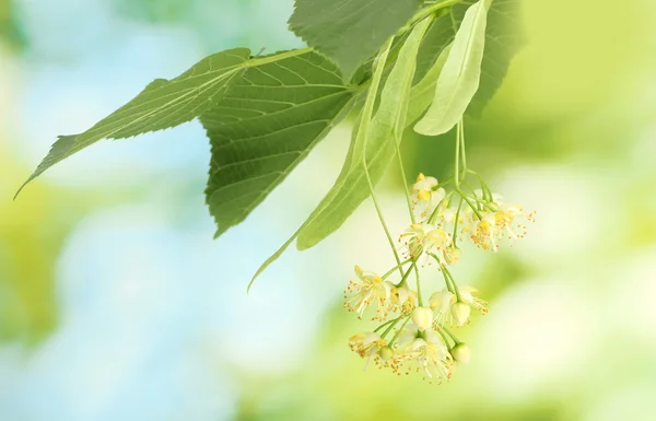 庭でリンデンの花の枝 — ストック写真