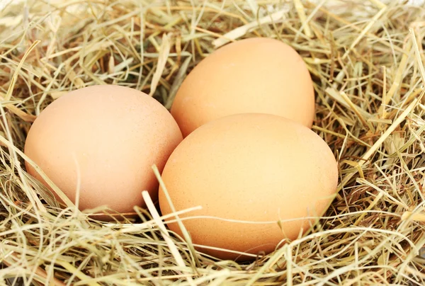 Καφετιά αυγά σε φωλιά από σανό σε λευκό φόντο κοντινό πλάνο — Φωτογραφία Αρχείου