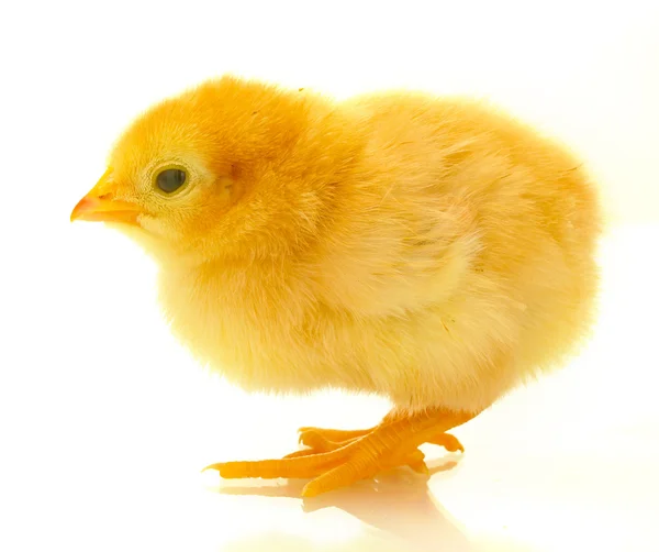 Güzel küçük tavuk üzerinde beyaz izole — Stok fotoğraf
