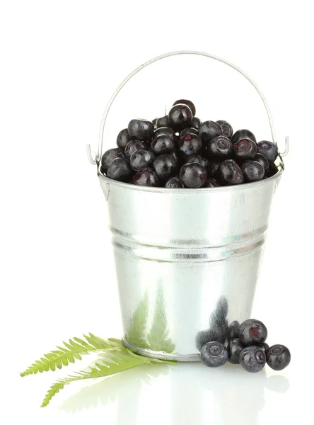 Ripe blueberries in silver bucket isolated on white — Stock Photo, Image