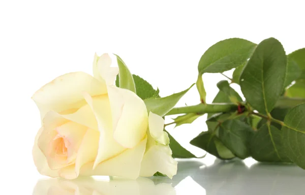 Τριαντάφυλλο κρέμα που απομονώνονται σε λευκό — Φωτογραφία Αρχείου