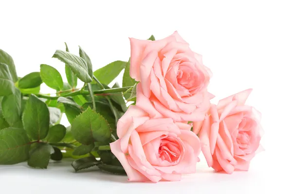 Rosas rosadas aisladas en blanco — Foto de Stock