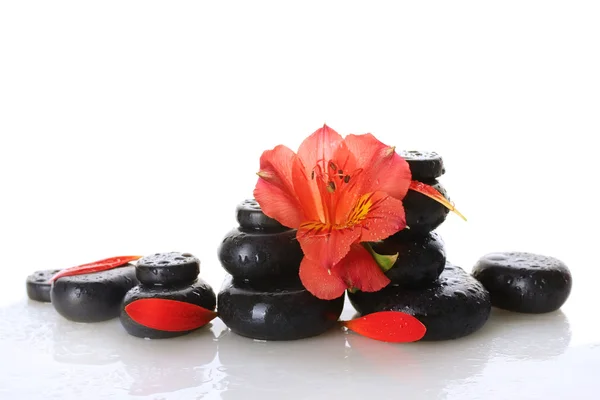 Pierres de spa avec gouttes, fleur rouge et pétales isolés sur blanc — Photo