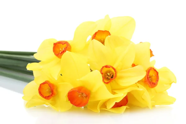 Belos narcisos amarelos isolados em branco — Fotografia de Stock