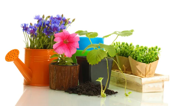 水まき缶、白で隔離される植木鉢の植物 — ストック写真