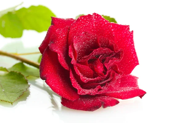 흰색 절연 방울과 아름 다운 붉은 장미 — 스톡 사진