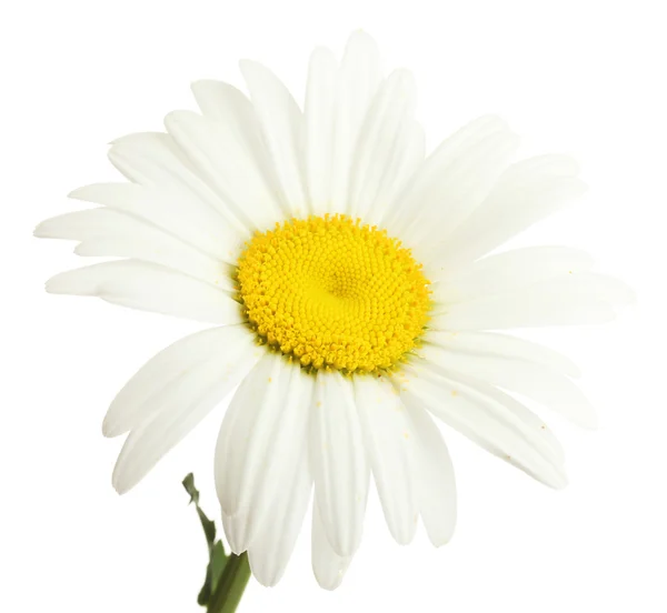 Bela flor margarida isolado no branco — Fotografia de Stock
