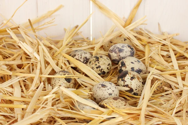 Перепелині яйця в соломі на білому дерев'яному фоні — стокове фото