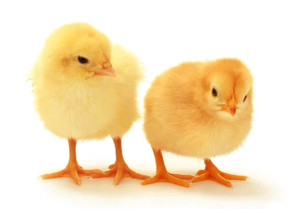 Dvě žlutá malá kuřata izolovaných na bílém — Stock fotografie